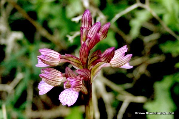 Pink Butterfly Orchid